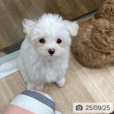マルチーズの写真