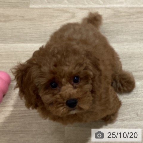 トイ・プードルの写真