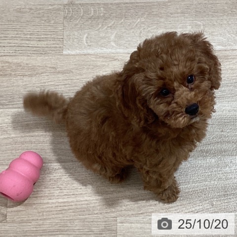 トイ・プードルの写真