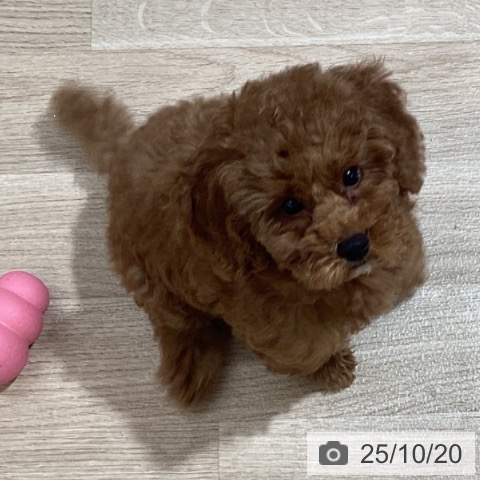 トイ・プードルの写真