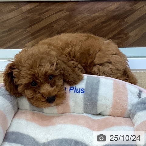 トイ・プードルの写真