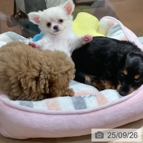 チワワの写真