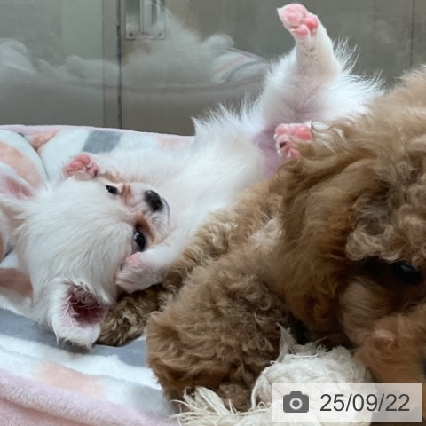 チワワの写真