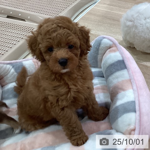 トイ・プードルの写真