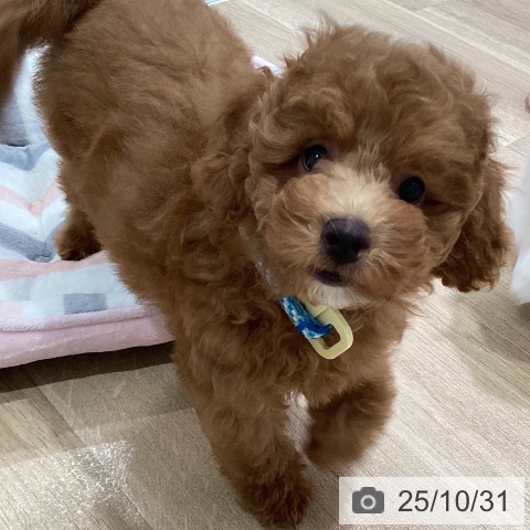 トイ・プードルの写真