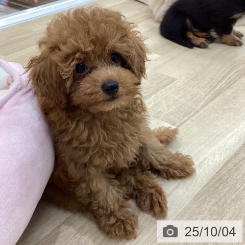 トイ・プードルの写真