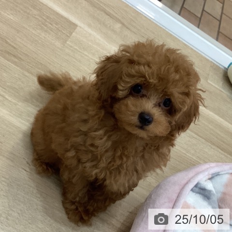 トイ・プードルの写真