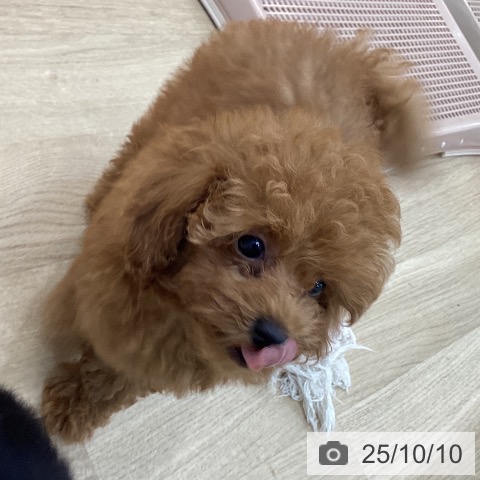 トイ・プードルの写真