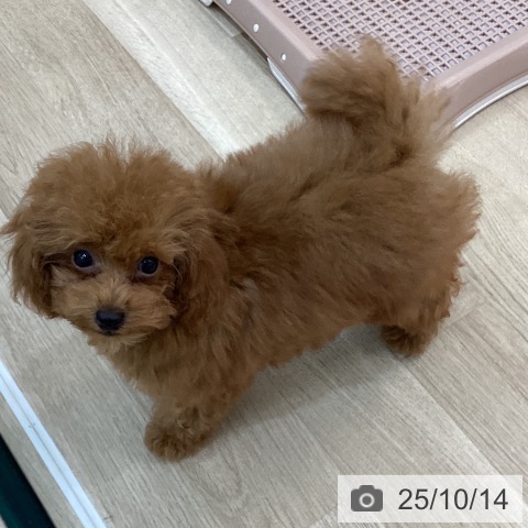 トイ・プードルの写真