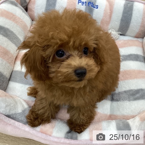 トイ・プードルの写真