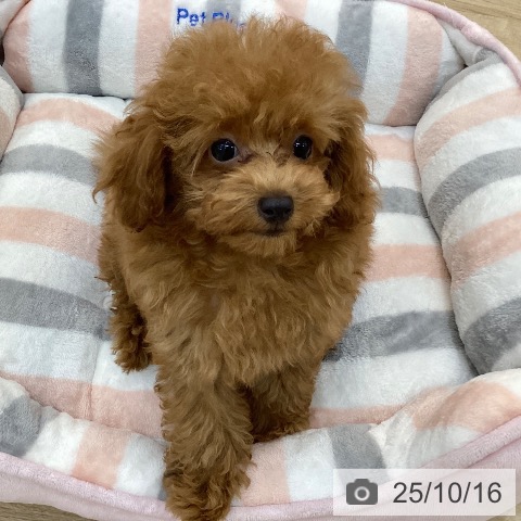 トイ・プードルの写真