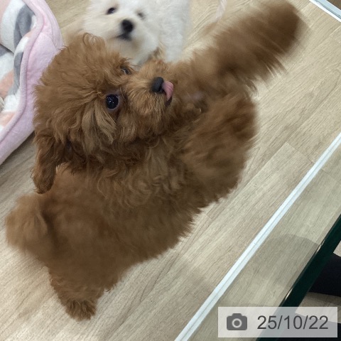 トイ・プードルの写真