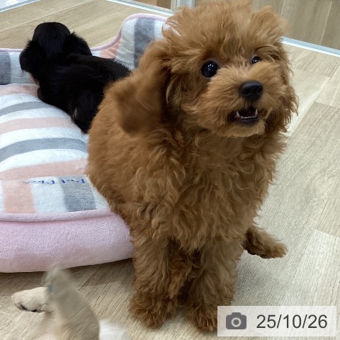 トイ・プードルの写真