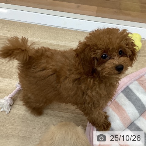 トイ・プードルの写真