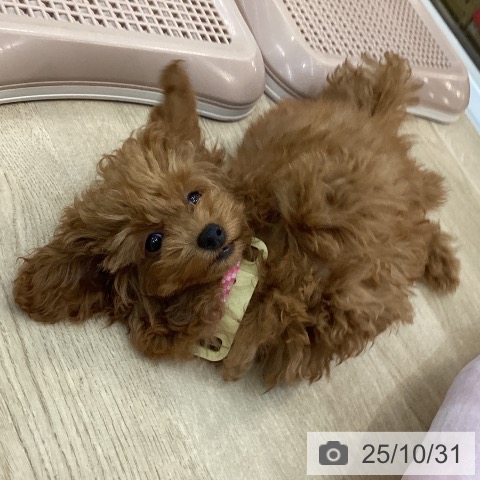 トイ・プードルの写真