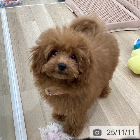 トイ・プードルの写真