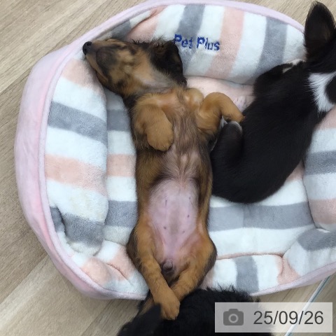 ミニチュア・ダックスフンドの写真