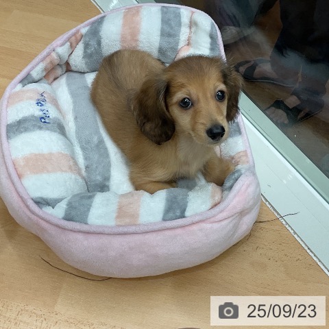 ミニチュア・ダックスフンドの写真