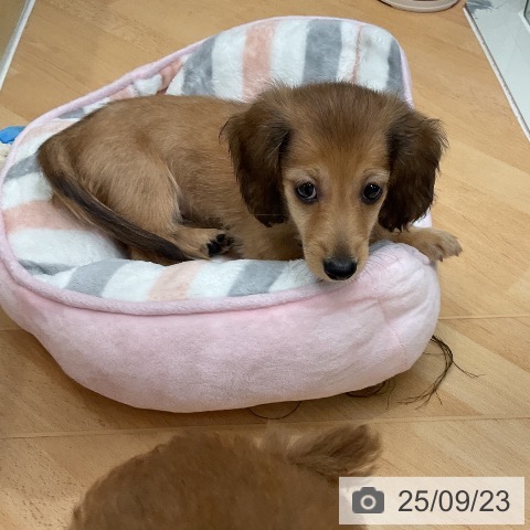ミニチュア・ダックスフンドの写真