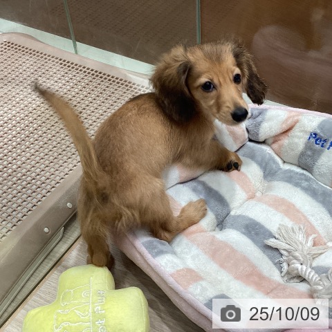 ミニチュア・ダックスフンドの写真