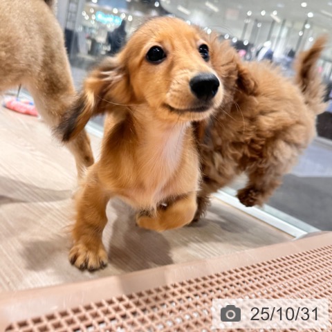 ミニチュア・ダックスフンドの写真