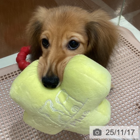 ミニチュア・ダックスフンドの写真