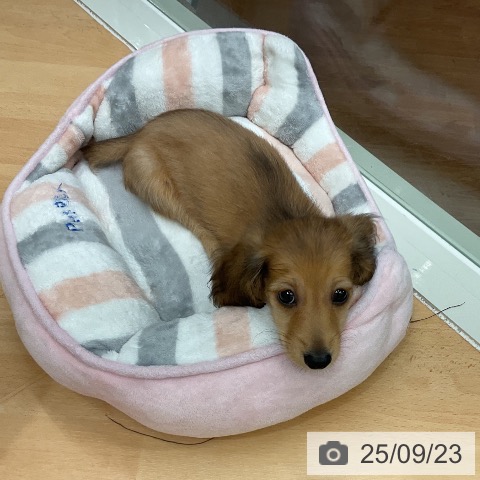 ミニチュア・ダックスフンドの写真
