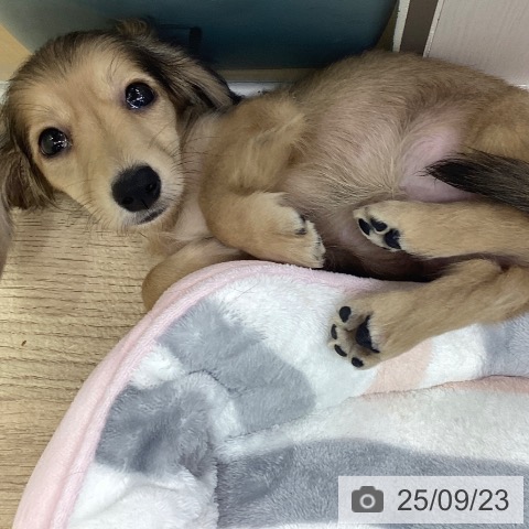 ミニチュア・ダックスフンドの写真