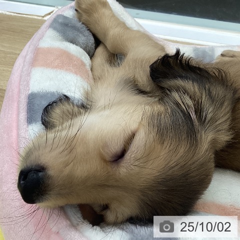 ミニチュア・ダックスフンドの写真