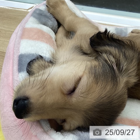 ミニチュア・ダックスフンドの写真
