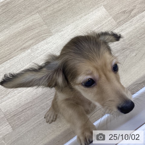 ミニチュア・ダックスフンドの写真