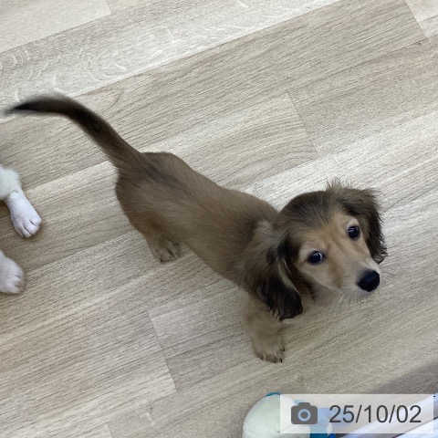 ミニチュア・ダックスフンドの写真