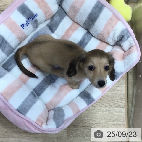 ミニチュア・ダックスフンドの写真