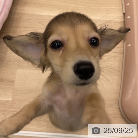 ミニチュア・ダックスフンドの写真