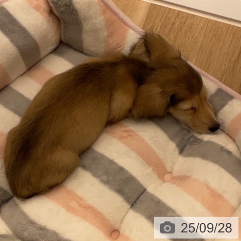 ミニチュア・ダックスフンドの写真