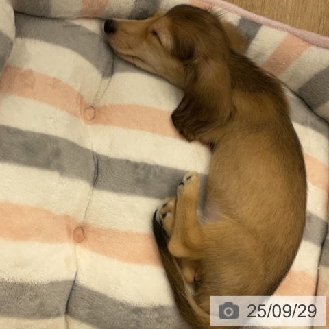 ミニチュア・ダックスフンドの写真
