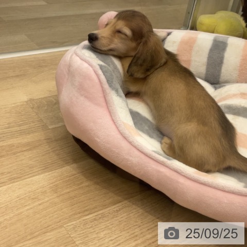 ミニチュア・ダックスフンドの写真