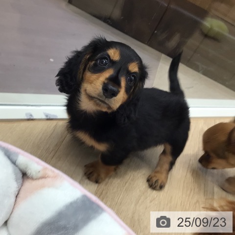 ミニチュア・ダックスフンドの写真