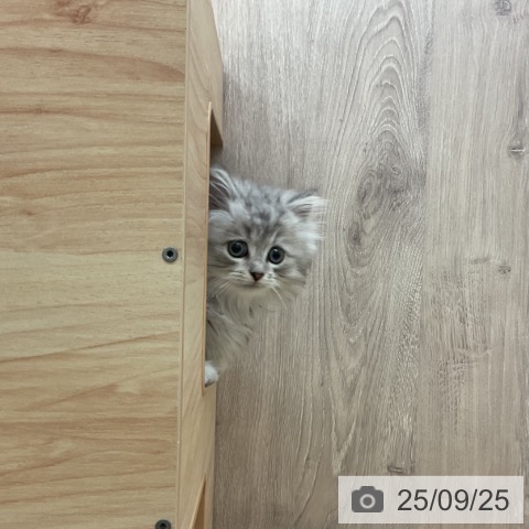 ミヌエットの写真
