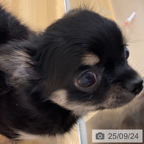 チワワの写真
