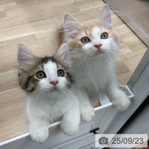 スコティッシュフォールドの写真