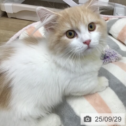 マンチカンの写真