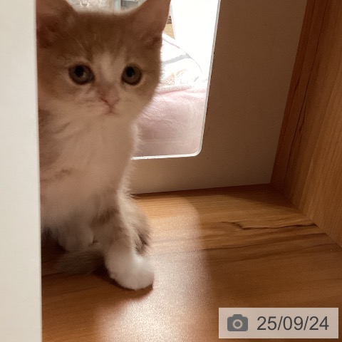 スコティッシュフォールドの写真