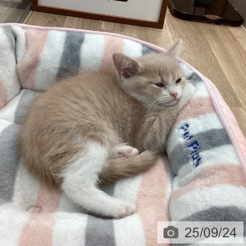 スコティッシュフォールドの写真