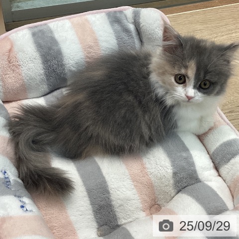 マンチカンの写真