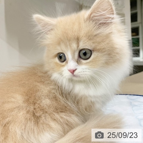 マンチカンの写真