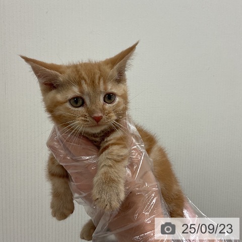 マンチカンの写真