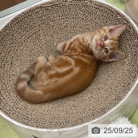 マンチカンの写真
