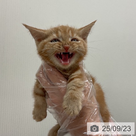 マンチカンの写真