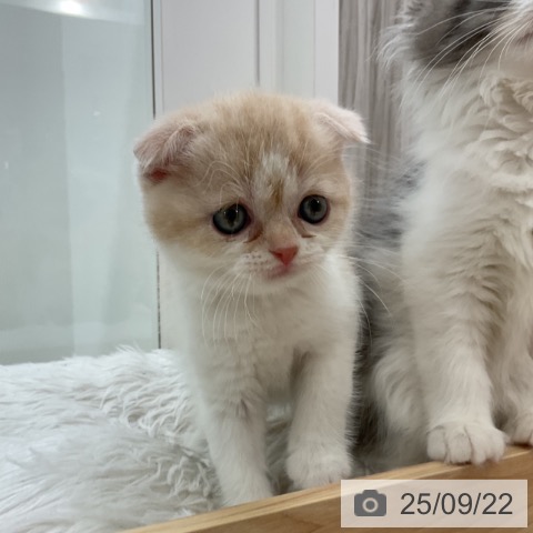 スコティッシュフォールドの写真
